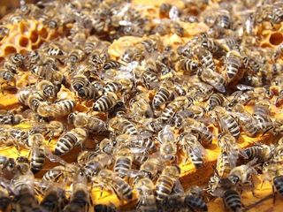 honey bees